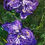 Thumbnail: Dutch Iris Twins | 6x12in | Framed Oil Painting