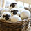 Thumbnail: Wool Dryer Balls