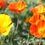Thumbnail: California Poppies Wet Felting Kit