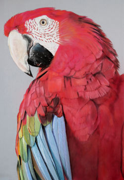 Parrot (pastels, 2024)