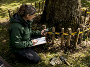 Arborist inspecting tree protection measures in garden