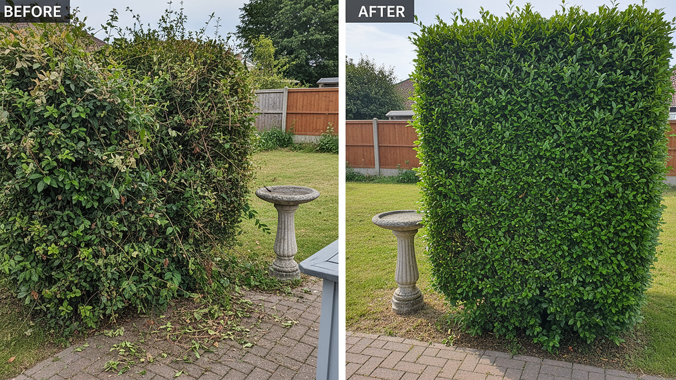 Close-up view of freshly trimmed green hedge in a residential garden