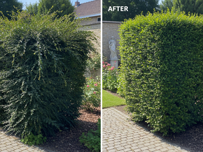 Expert Gardening Services in Belgium: Transform Your Outdoor Space Today