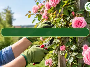 When to Prune Climbing Roses for More Flowers