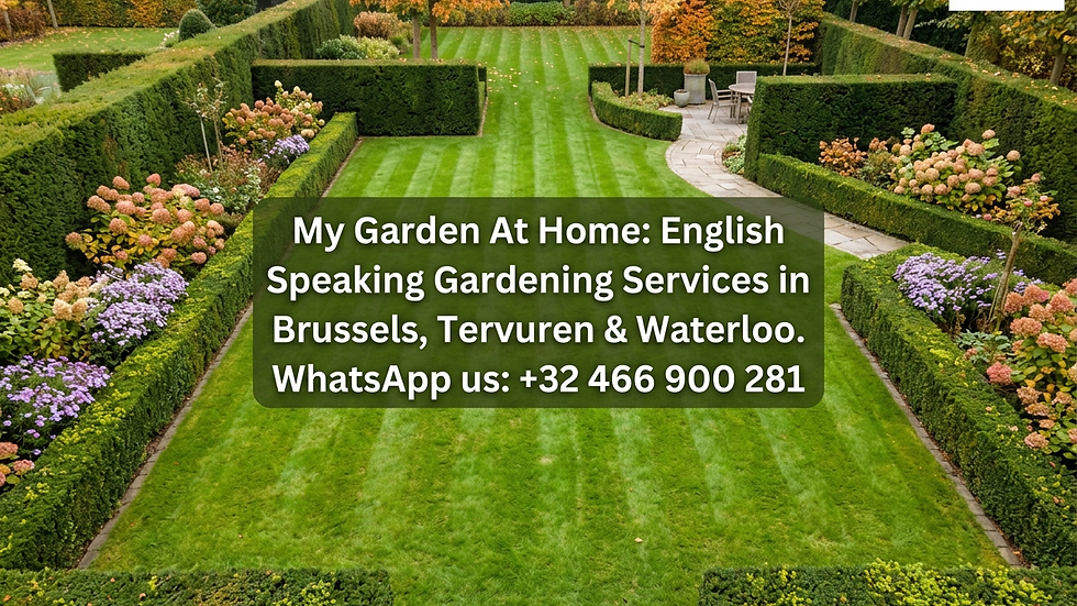 High angle view of freshly trimmed hedges and green lawn in autumn