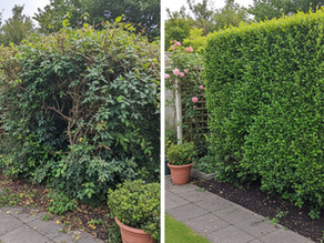 Before & after photos of hedge care in an Wezembeek Oppem garden