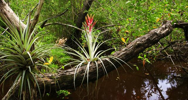 Epiphytes
