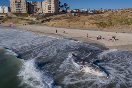 Hallan ballena sin vida en playa de Tijuana