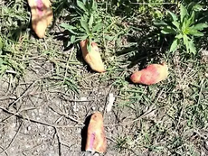Tragedia en Chiapas: Niñas mueren por comer pan envenenado