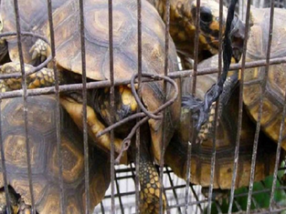Detienen a sujeto con 3,427 crías de tortuga en Chiapas