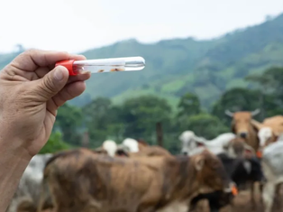 Detectan cuatro casos de gusano barrenador en Chiapas