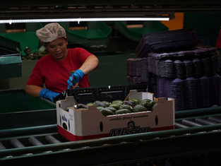 Desempleo en México baja a 2.9 % en el tercer trimestre