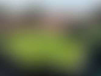 Limoneros en Michoacán paran producción