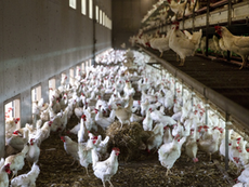 Concluye emergencia sanitaria por influenza aviar AH5N1