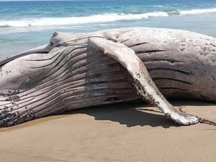 Muere ballena atrapada en red en Guerrero