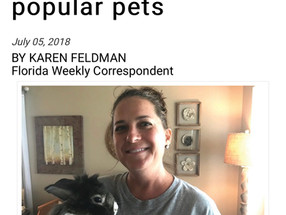 We may love rabbits, but that can prove deadly to these popular pets