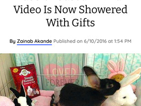 Rabbit Abused In Viral Video Is Now Showered With Gifts
