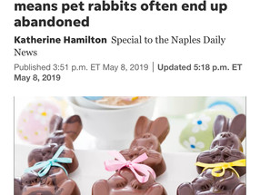 An Easter impulse purchase means pet rabbits often end up abandoned