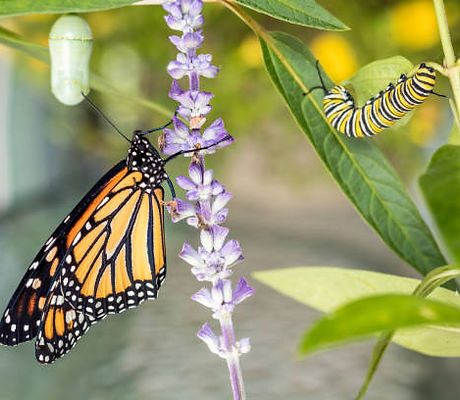 Caterpillar_Butterfly_3.jpg