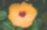 Flower being used as a metaphor for vulvar melanosis