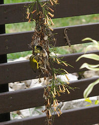 Sunbirds 071.jpeg