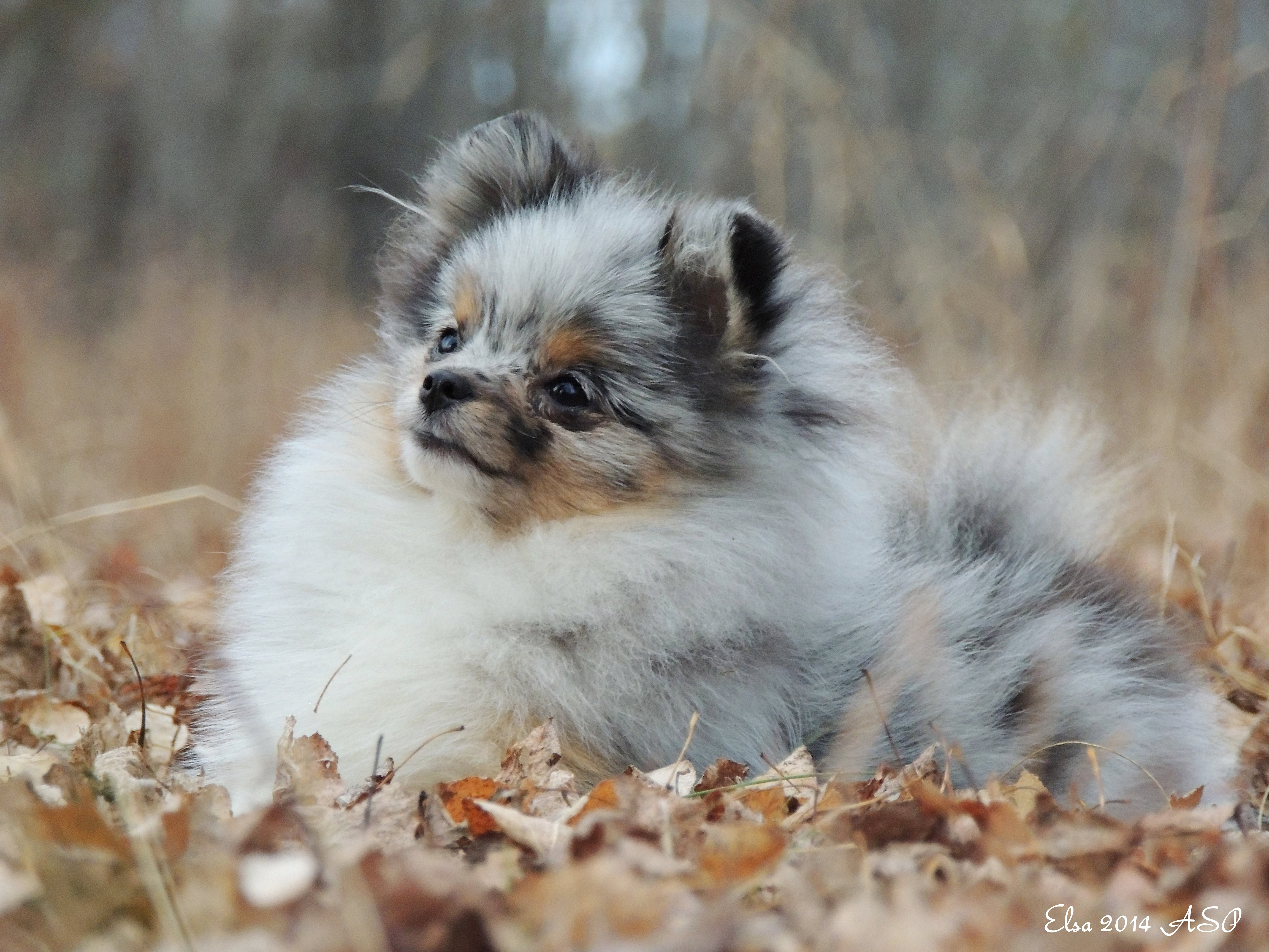 Pomeranian in Minnesota pom United States pomeraninan minnesota,
