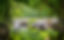colocation seniors Gorges