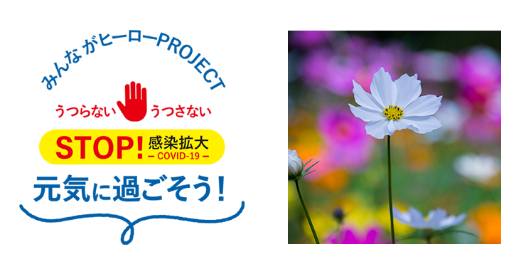 フォトフラワーギフト No 11 神奈川県鎌倉市 コスモスの花篇 1