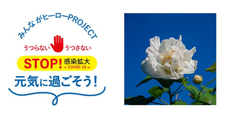 フォトフラワーギフト No 9 神奈川県鎌倉市 酔芙蓉 すいふよう の花篇 フォトフラワーギフト No 9 神奈川県鎌倉市 酔芙蓉 すいふよう の花篇