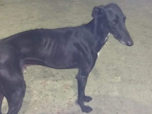 Ónix de Bóveda participa este domingo en las fases previas de Castilla y León