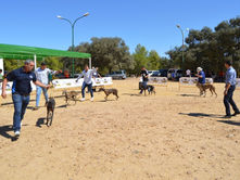 Una nueva edición del Concurso Morfológico del Galgo Español reúne a multitud de participantes