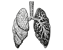 Anatomisches Bild der Lunge
