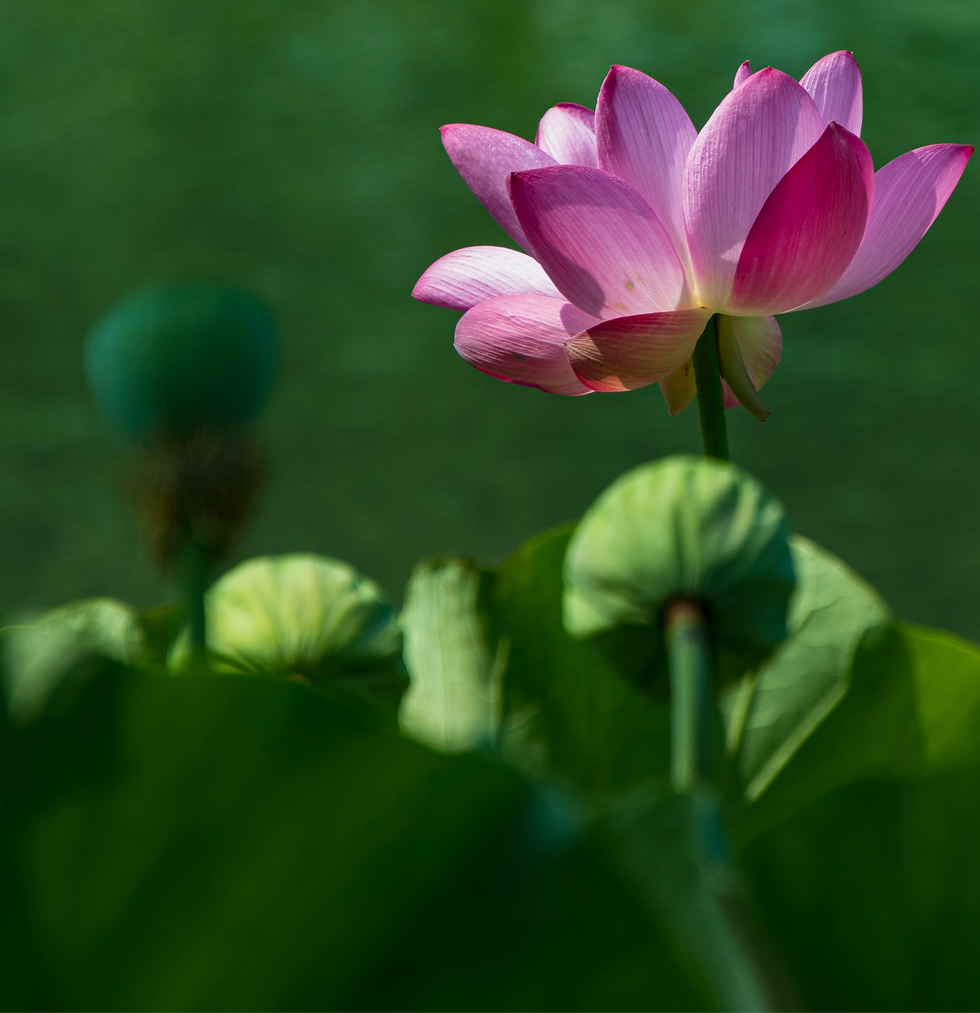 lotus-7291573_edited.png