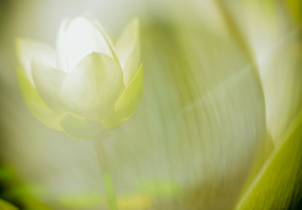 lotus-blossom_gruen.jpg