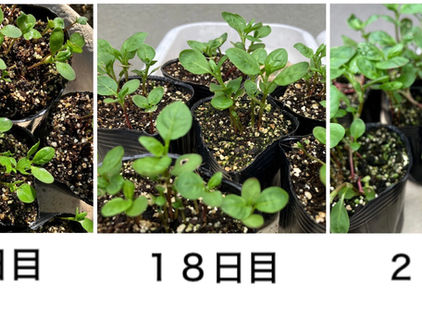 藍の種まきから14日目、18日目、そして25日目の写真
