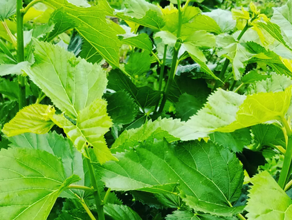 染色用植物採取完了!!