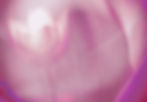 lotus-blossom_rose.jpg