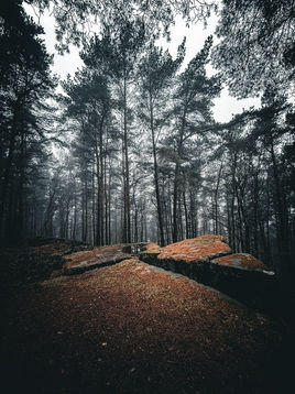 Ruin Bank Wood, Yorkshire