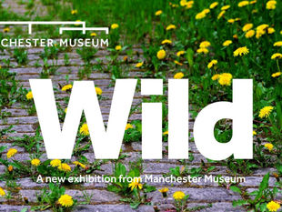 REVIEW - WILD EXHIBITION | MANCHESTER MUSEUM | 17/05/2025