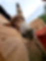 Sunday on the farm - U Beriun -