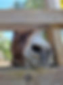 Laboratorio Equestre