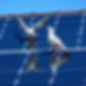 bird proofing on solar panels from pigeons.jpg