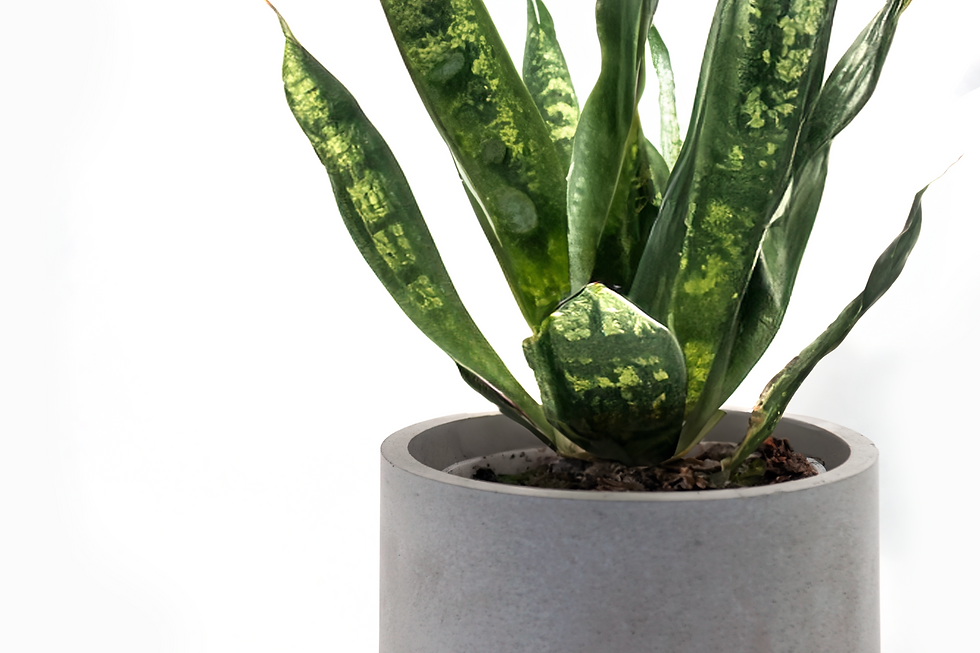 Thumbnail: Concrete Planter, Cylinder, 6"