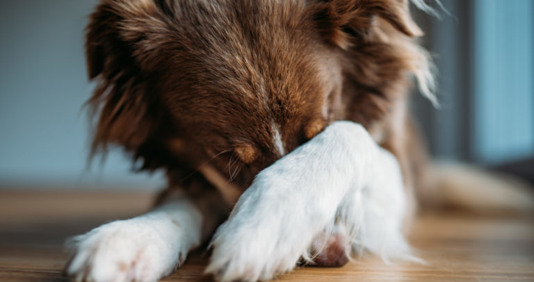 Podemos Alcobendas vuelve a pedir un uso de pirotecnia responsable y de bajo nivel sonoro