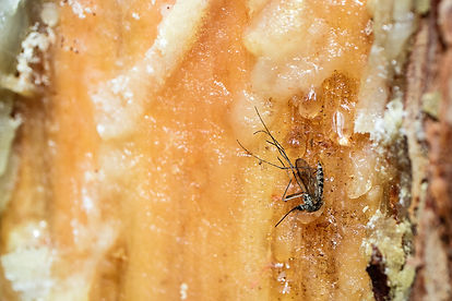 Moustique ambre coulée arbre, bug fly amber tree resin