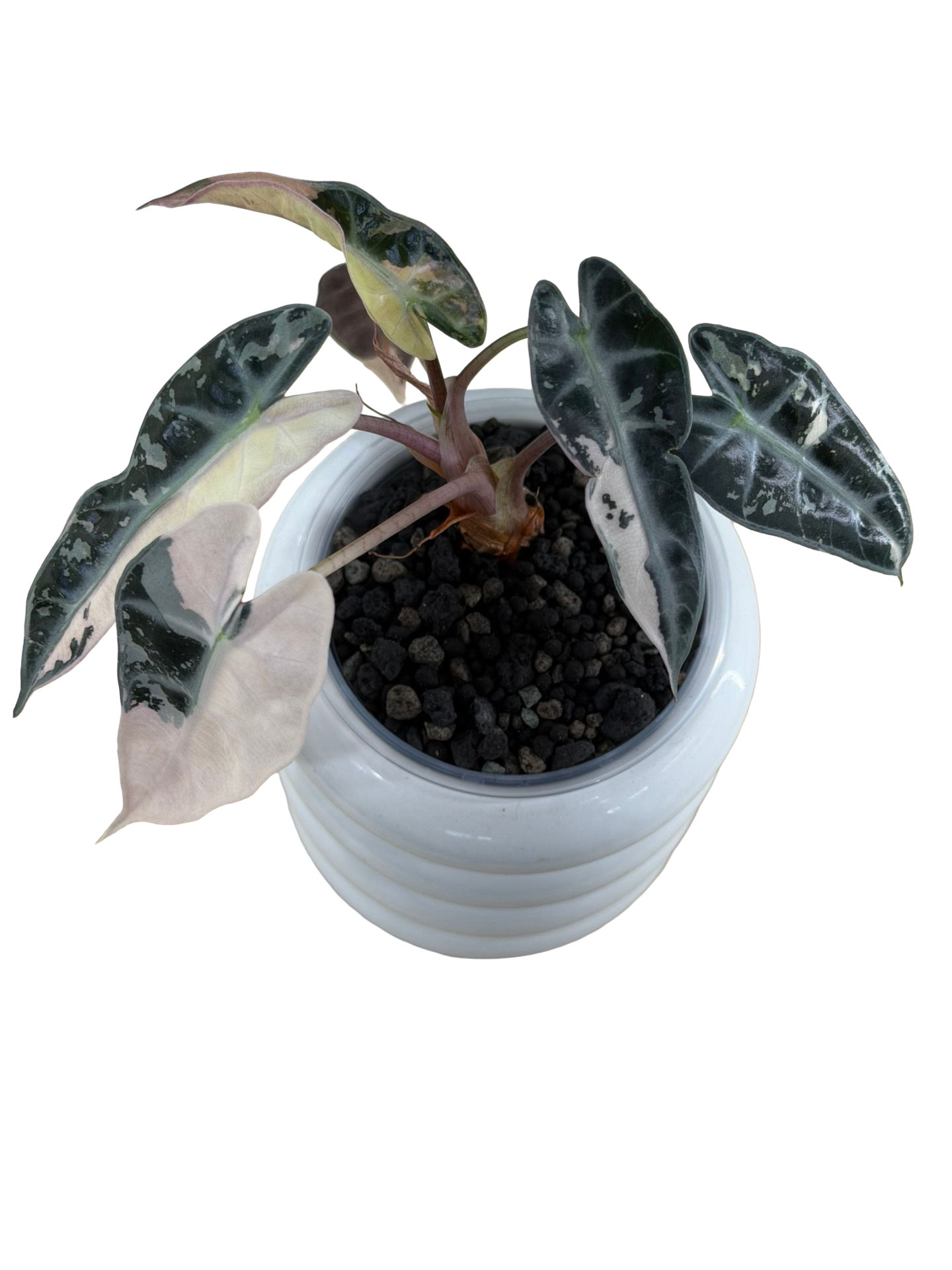 Alocasia Bambino Pink