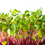 Thumbnail: Red Radish Microgreens at Home DIY Kit