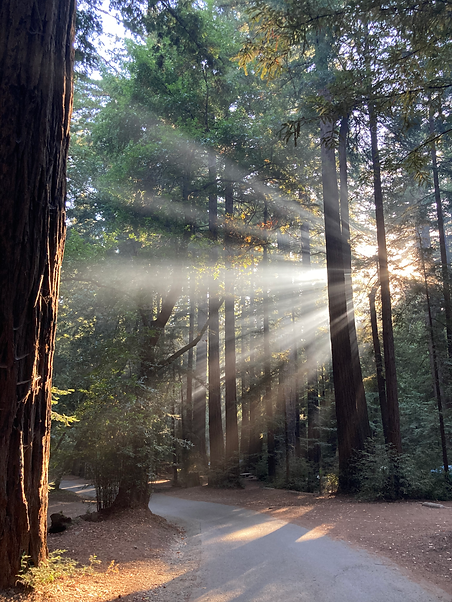 sunray in redwoods 2..HEIC