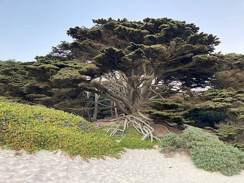 tree on beach.HEIC