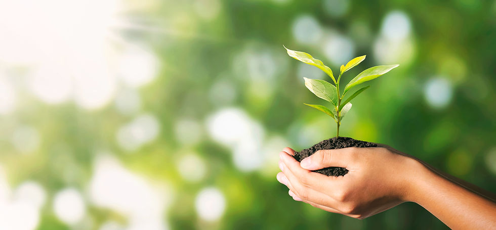plant-growing-hand-green-nature-with-sunlight-eco-environment-concept.jpg